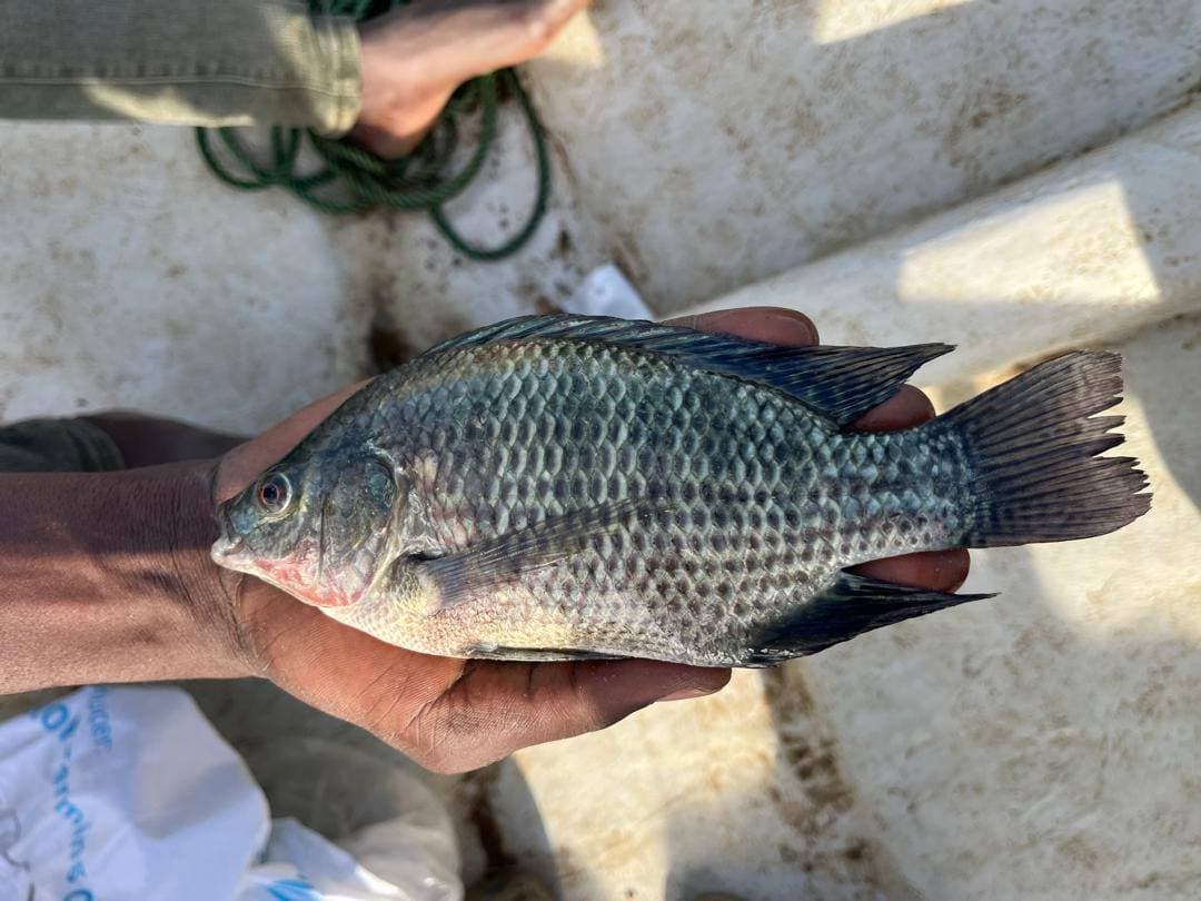 A plate-size Nile tilapia held in one hand