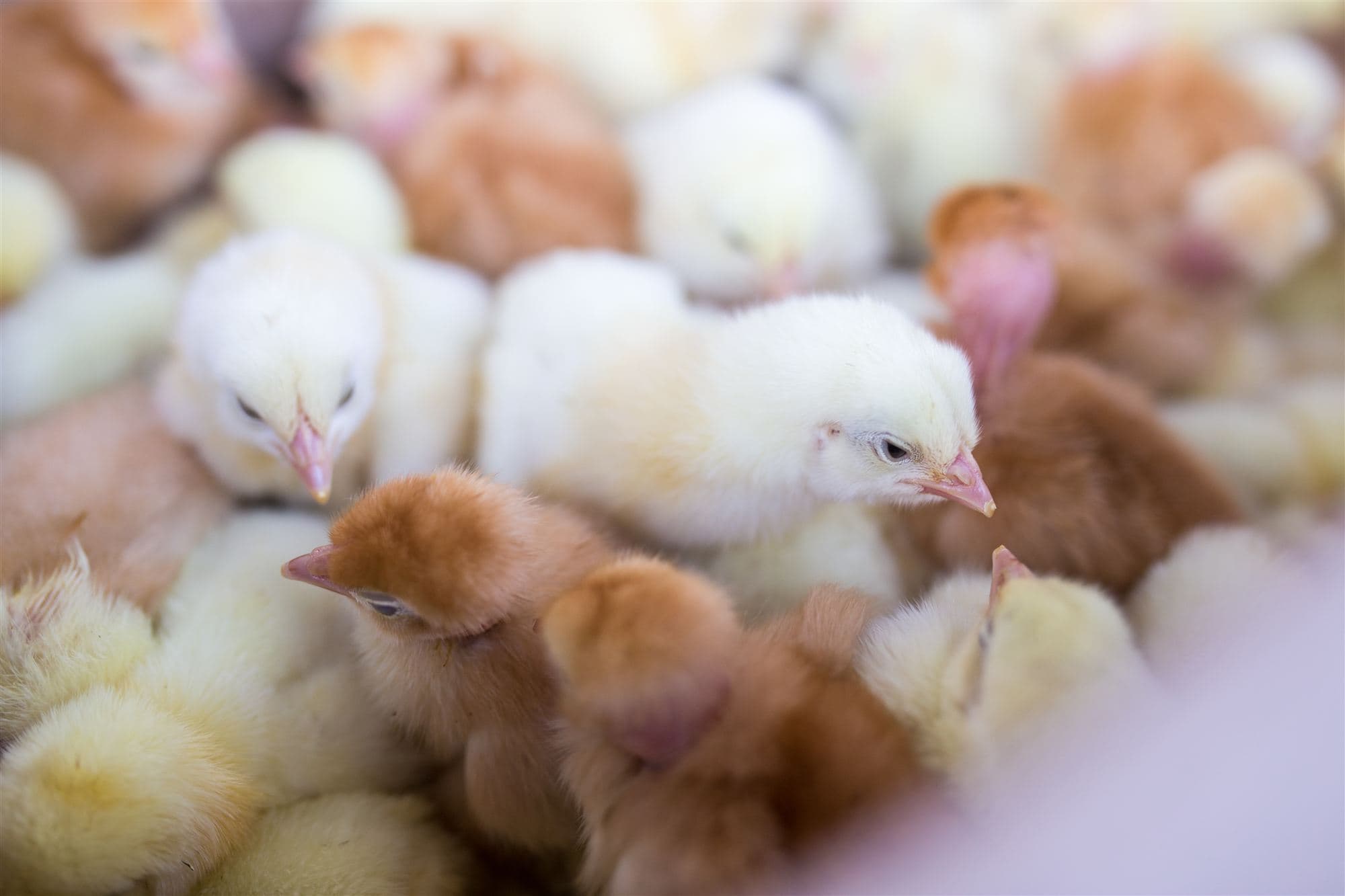 Yellow day-old chicks seen from above