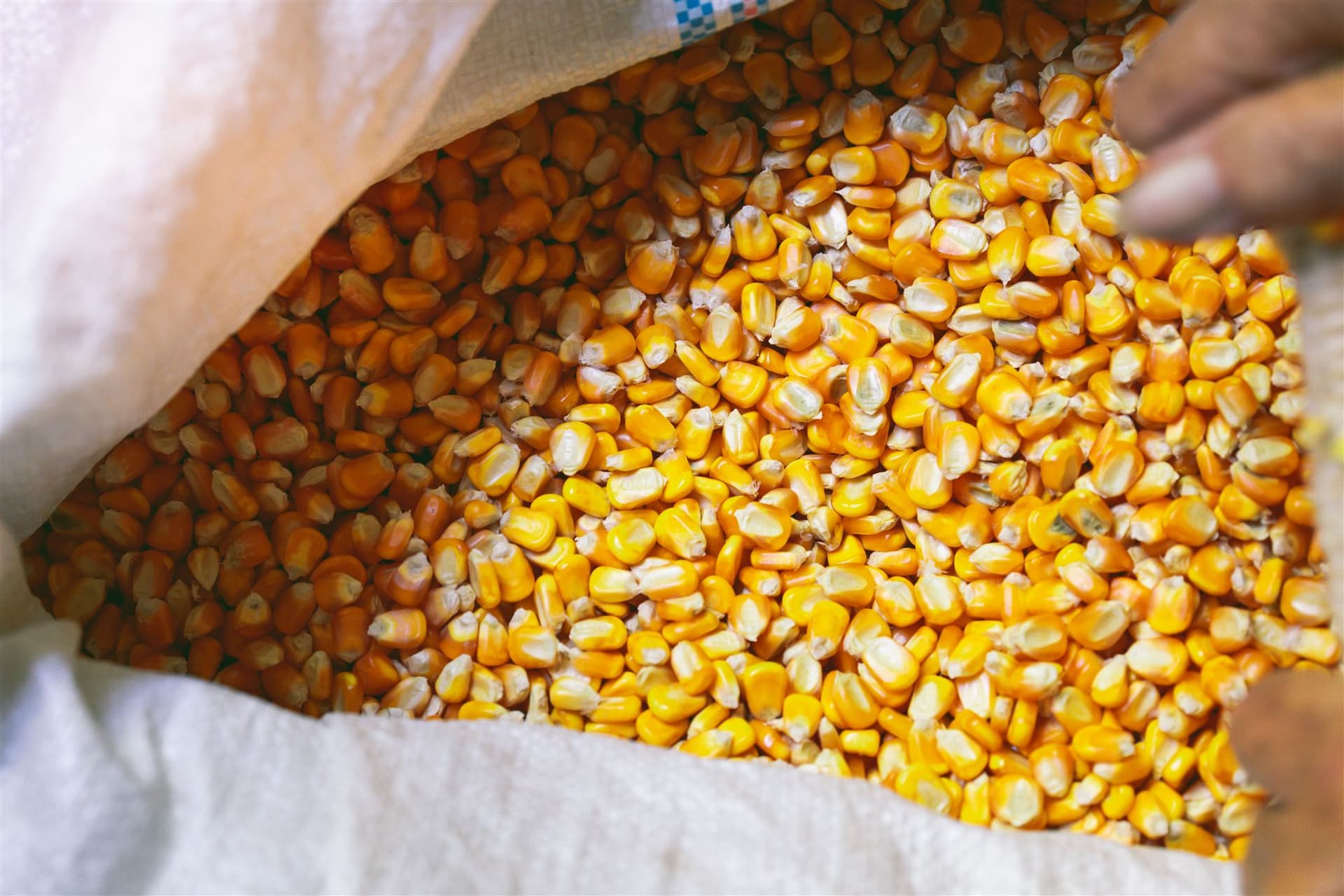 Yellow maize kernels in an open white sack