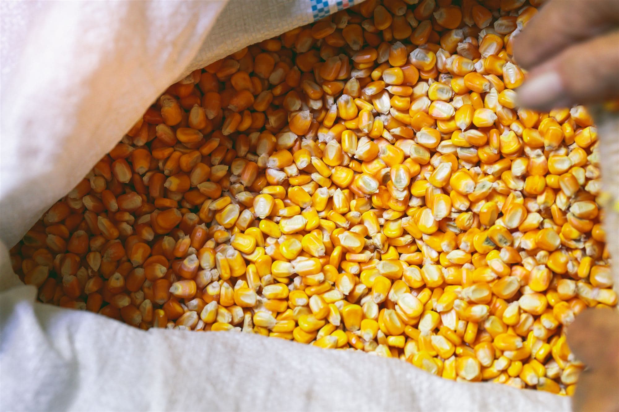 Yellow maize kernels in an open white sack