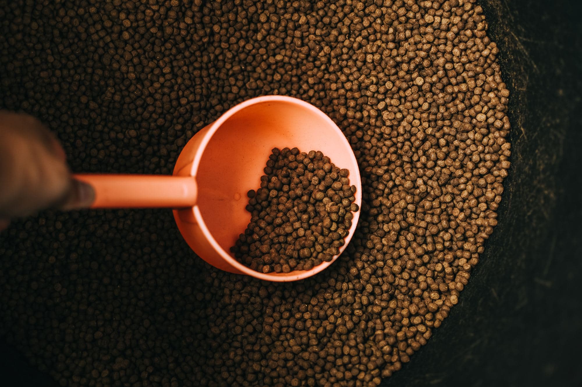 Pelleted animal feed in a scoop