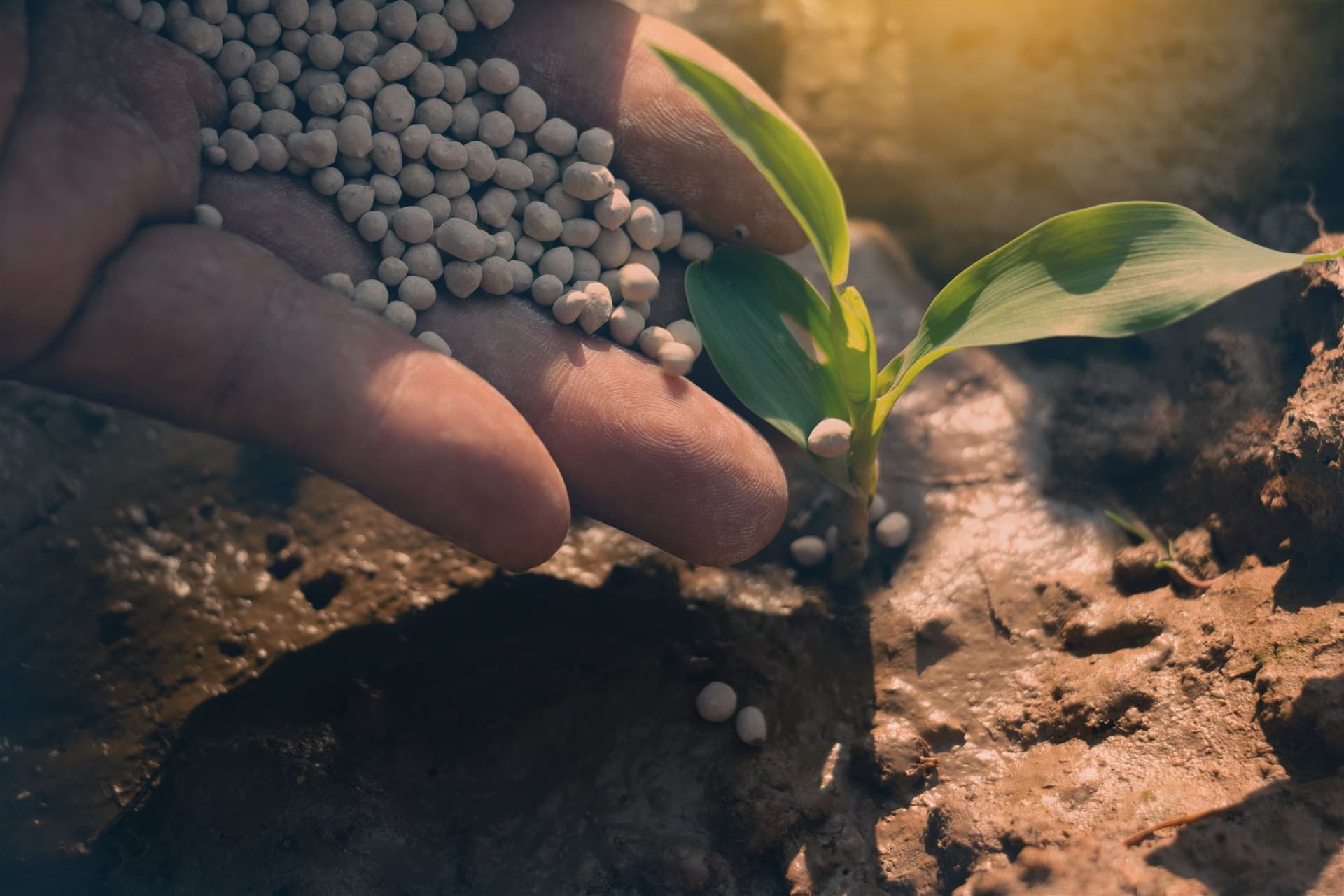 A hand applying fertiliser granules to a young maize plant