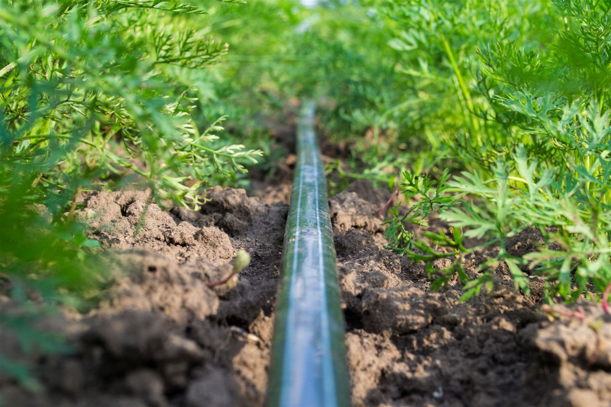 Drip irrigation tape laid along young vegetable rows
