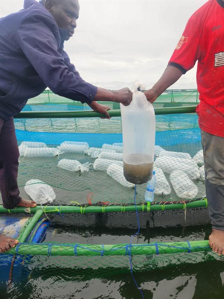 Fingerlings being stocked into the cages at Itumbuli